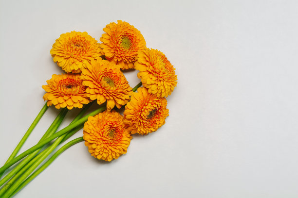 白色背景上的花束素材图片
