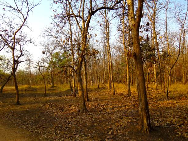 印度中部干燥的热带落叶林，Panna森林保护区图片下载