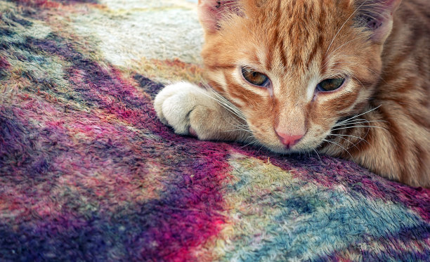 地毯上的棕色猫图片下载