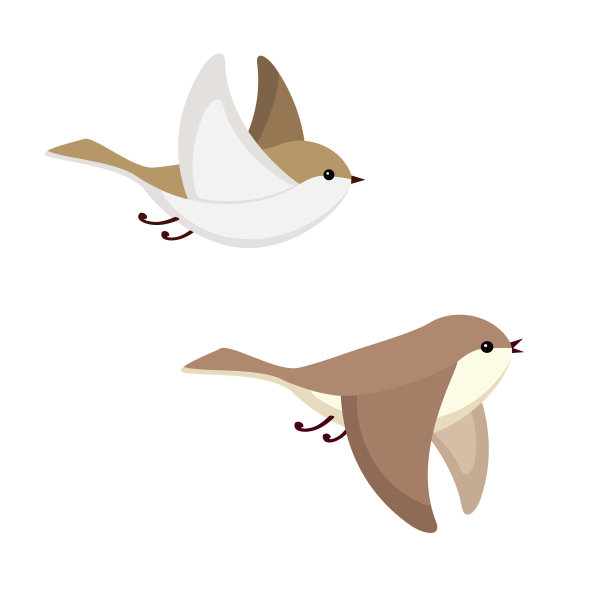 小飞鸟孤立在白色的背景上图片下载