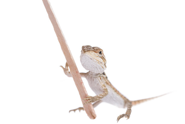 须龙宝宝与棍棒在孤立的白色背景图片下载