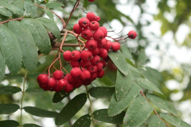 近距离观察Rowan浆果图片下载