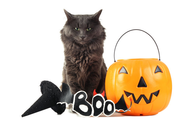 美丽的灰色猫在帽子与南瓜孤立在白色图片下载