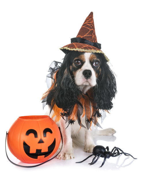 骑士查理王图片下载