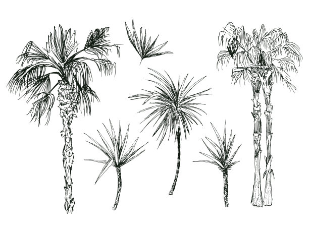 有叶的椰子树或皇后棕榈图片下载