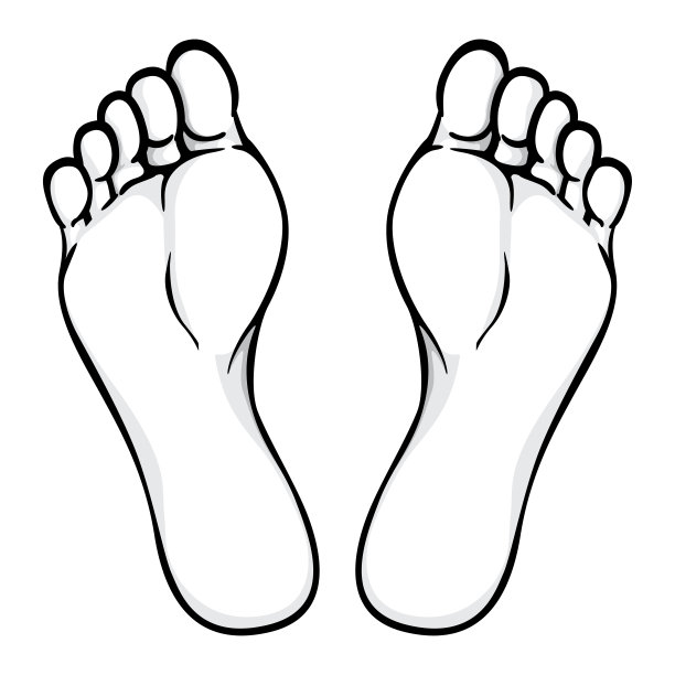 身体部位、植物或脚底插图，黑白。理想的目录，信息和机构材料图片下载