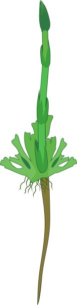 在配子体上的木贼或马尾的幼孢子体图片下载