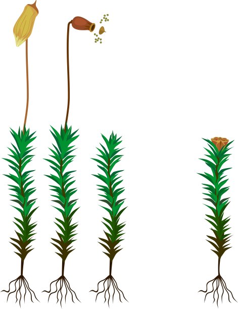 常见的冠苔或多毛藓属的雌雄植物图片下载