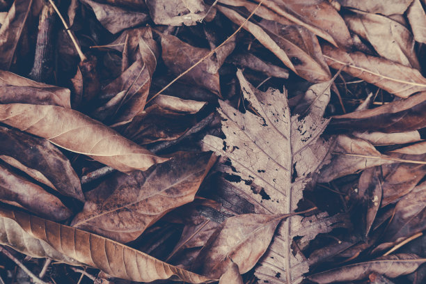 雨后的森林里，地上又湿又干的树叶。自然的概念和背景。复古的照片和电影风格图片下载