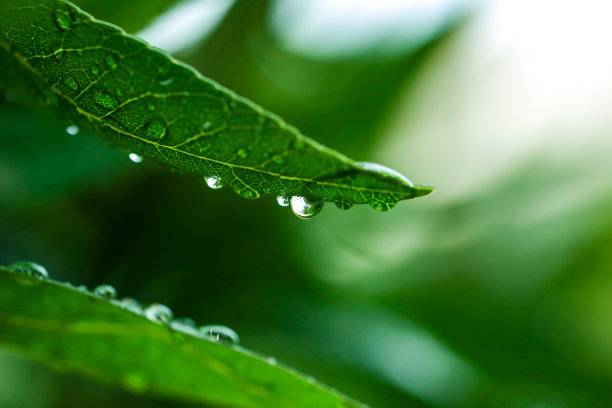 露珠在阳光下的雨季在新鲜的绿色天然叶子上的特写。图片下载