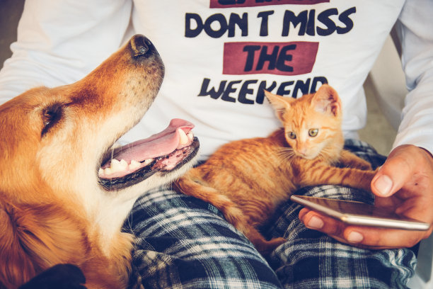 狗和小猫图片下载