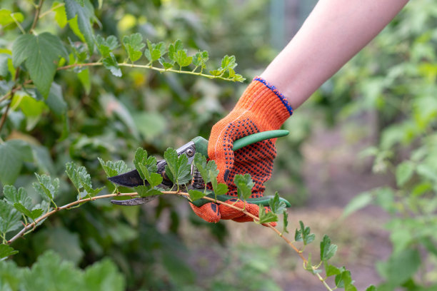 近近裁剪的照片的女人手在橙色手套拿花园剪枝与刀片，剪刀和绿色塑料把手用于砍树枝图片下载