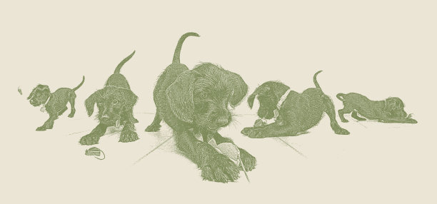 一个可爱的小狗玩狗的玩具的多次曝光图片下载