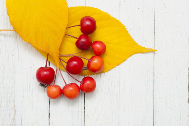 秋天的落叶图片下载