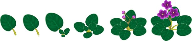 非洲紫罗兰(Saintpaulia)的营养繁殖阶段。植物生长阶段的顺序从叶片切片到开花的成熟植物图片下载