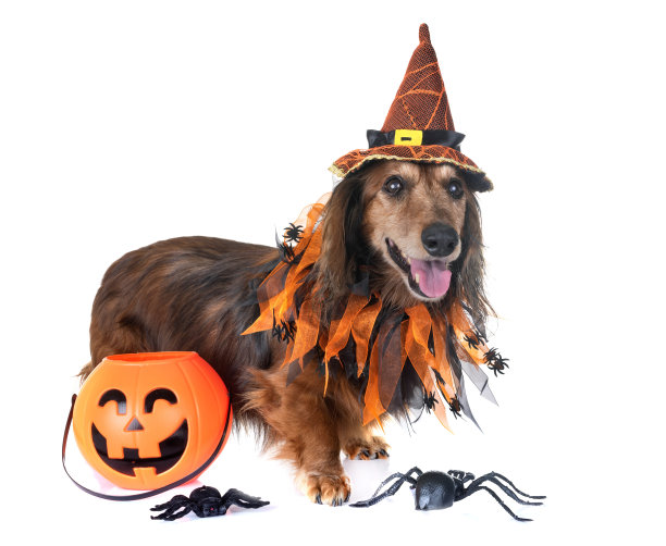 旧的腊肠图片下载