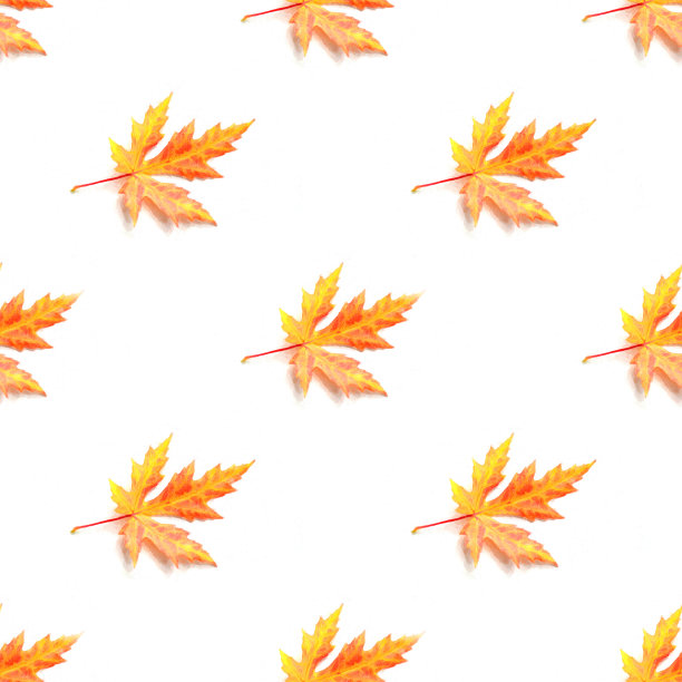 秋天的枫叶在白色的背景上。图片下载