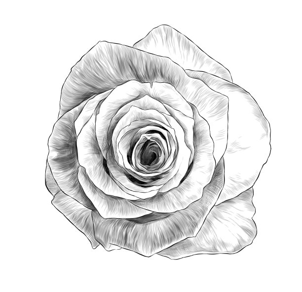 玫瑰花蕾开了顶视图图片下载