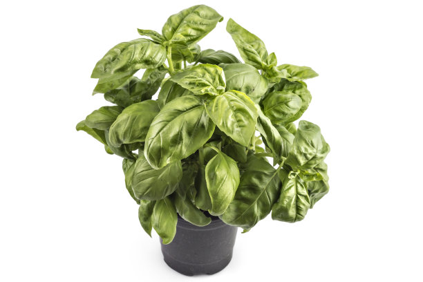 鲜绿的罗勒图片下载