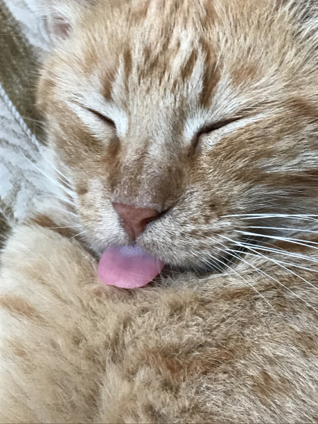 猫在睡觉图片下载