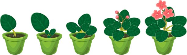 非洲紫罗兰(Saintpaulia)的营养繁殖阶段。植物生长阶段的顺序从叶片切片到开花的成熟植物图片下载