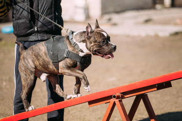 狗美国斯塔福德郡梗在户外训练图片下载