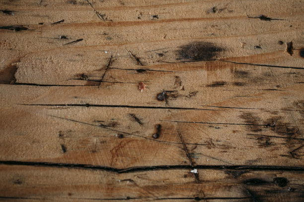 老木的背景图片下载