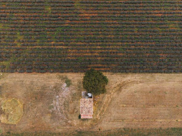 普罗旺斯薰衣草田的鸟瞰图图片下载