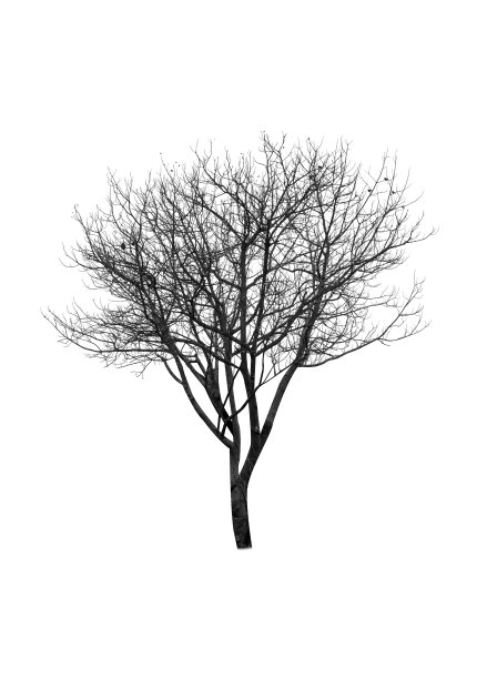 干树作季节性装饰图片下载