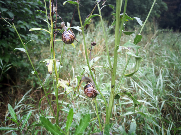 蜗牛在沾着露水的草地上图片下载
