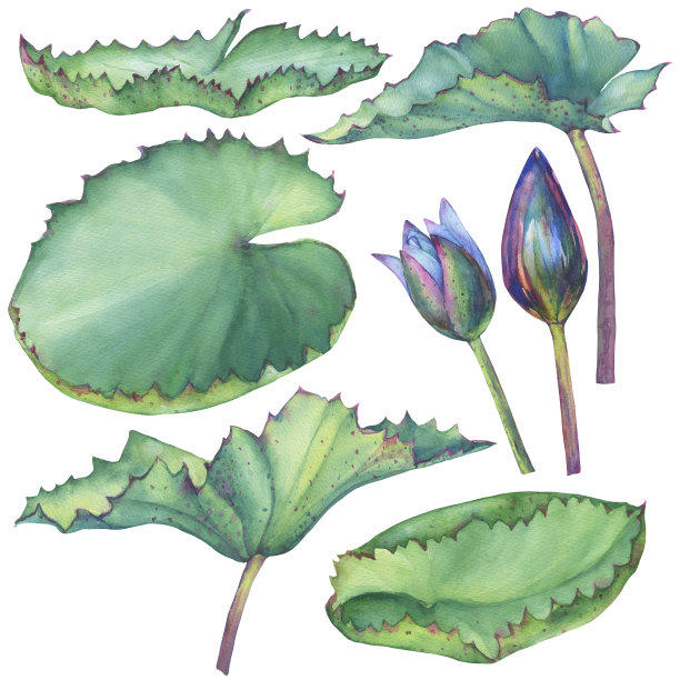 以荷叶(睡莲，印度莲，圣莲)。水彩手绘插图孤立的白色背景。用于请柬、贺卡、纺织品设计、包装。素材图片