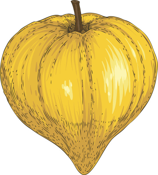 成熟的黄色Lucuma图片下载