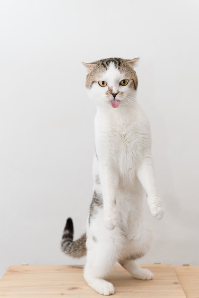 有趣的动物概念:可爱的猫站着两条腿和舔嘴唇在白色的背景。图片下载