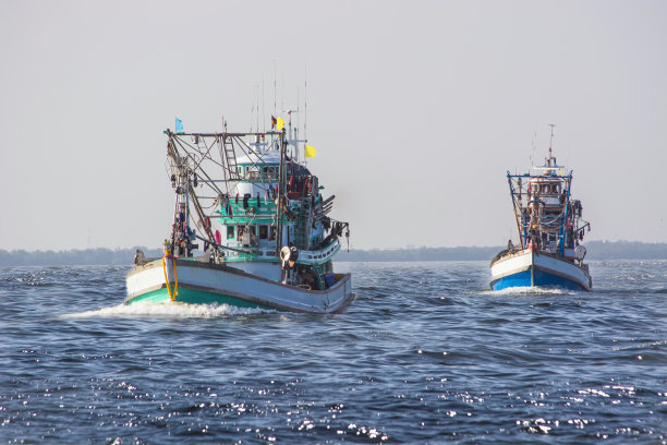 渔船和渔民&许多海鸥在海湾吃鱼图片下载
