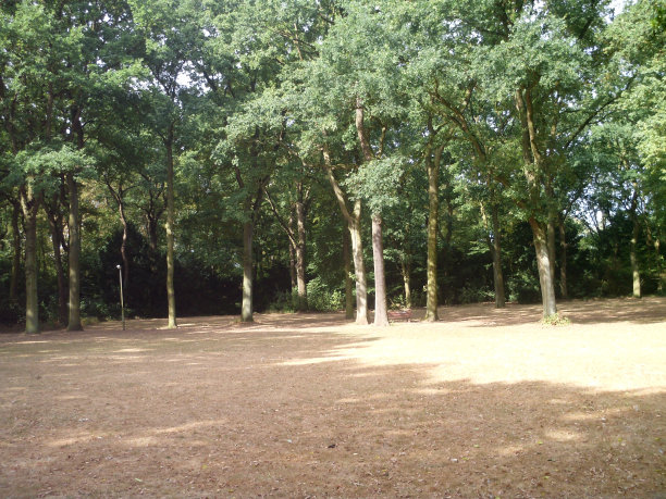 夏日公园美景图片下载