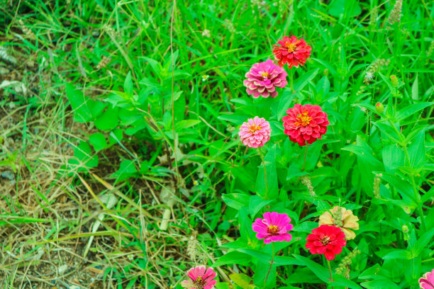 百日花盛开在花园绿草的背景图片下载