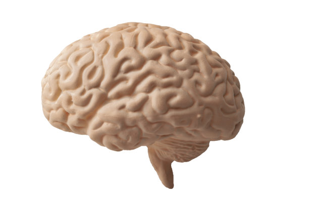 人类大脑的医学模型剪断了路径图片下载