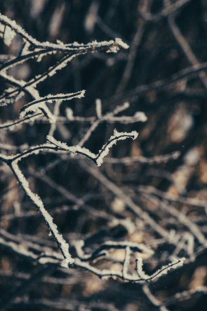 灌木覆盖着白霜的特写。这是一张极好的冬季背景图片。图片下载