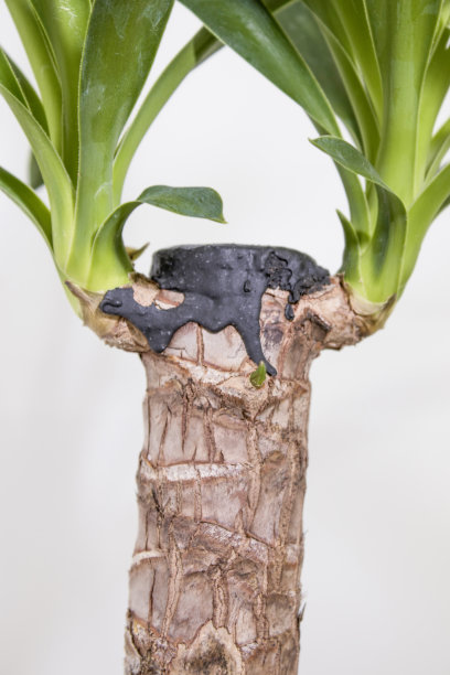 白色背景下的常绿丝兰植物图片下载