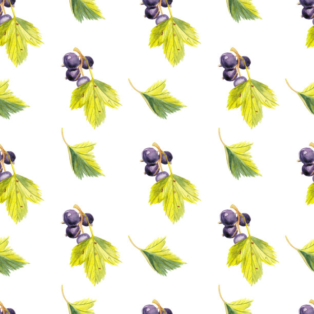 无缝水彩模式与黑加仑图片下载