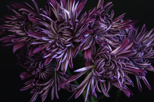 紫白色簇花图片下载