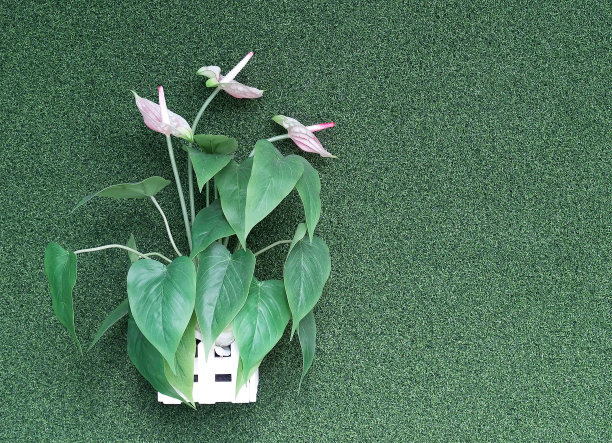 人工观赏植物(粉红色的细穗花和绿色的叶子)在木盆中挂在人工绿草墙的背景图片下载