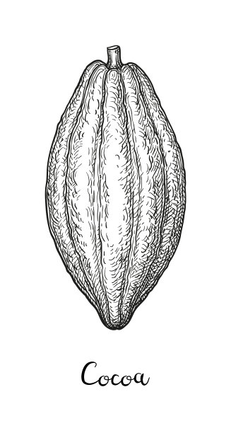 可可墨水草图。图片下载