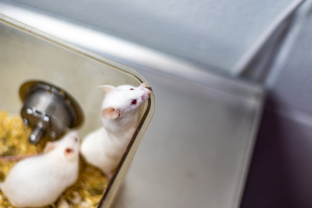 笼中实验小鼠图片下载