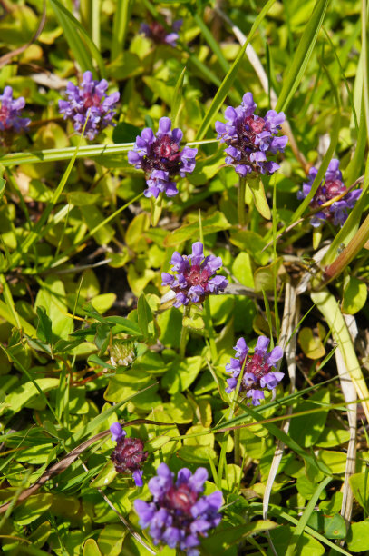 夏枯草或自愈均为草本紫色植物图片下载