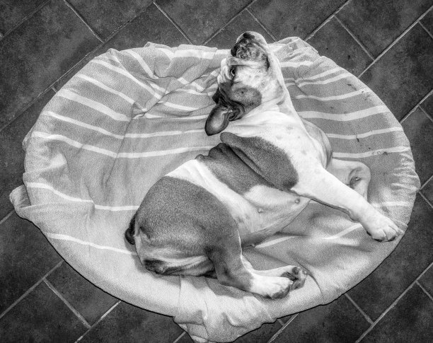 英国斗牛犬看起来像是在伸展她的脖子图片下载