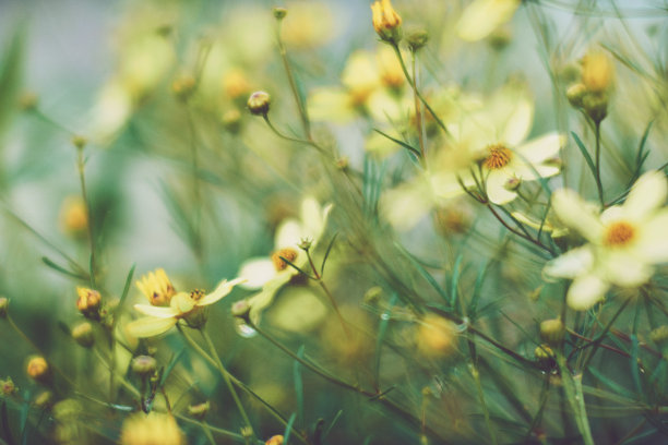 在温暖的背光下拍摄的精致的蜱种子花素材图片