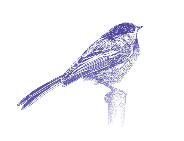 点画山雀栖息图片下载