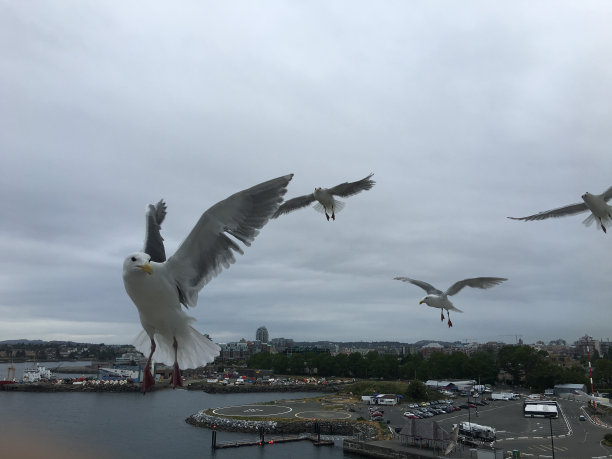 飞行中的海鸥4图片下载
