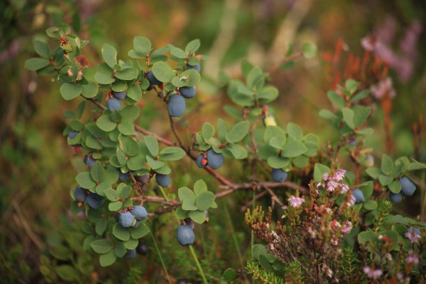 北方越桔，越桔图片下载